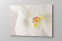 Zoom Obraz Biela orchidea 1611